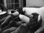 Stuffed Animal Photos of Plush Toy Lions: Roland and His Little Brother