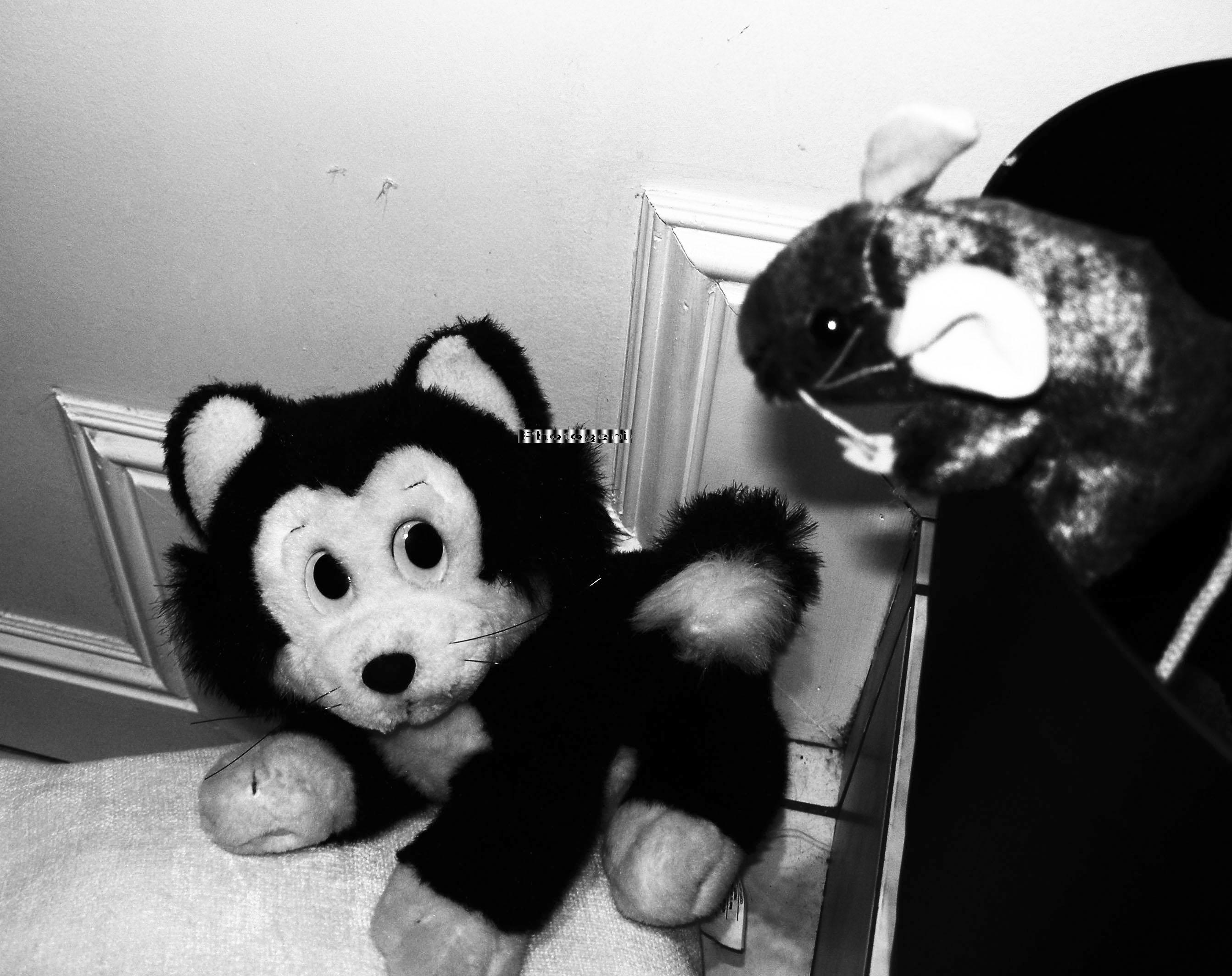 Photo of Stuffed Animal Plush toy Kitten looking at mouse in garbage can 2BW