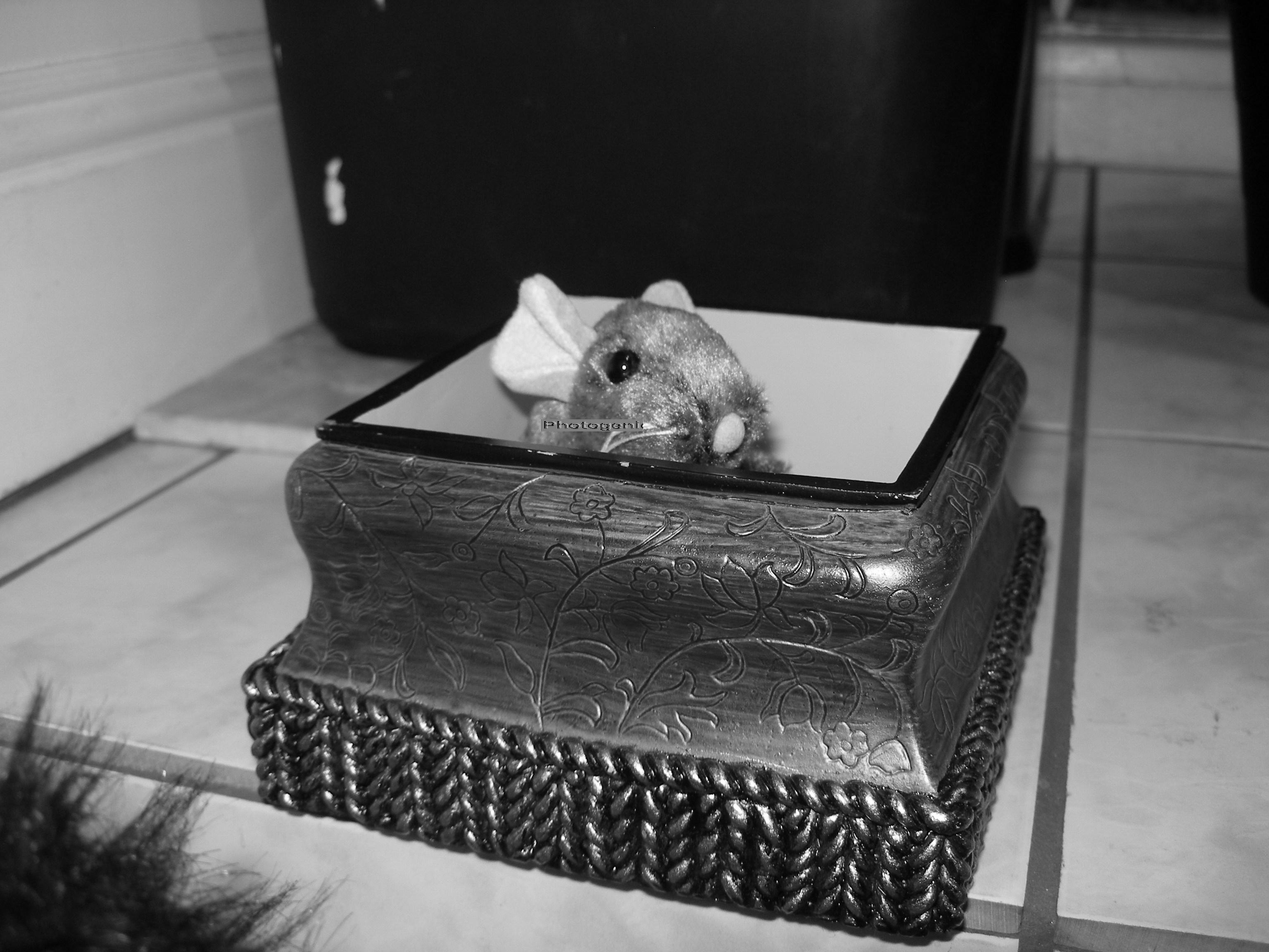 Photo of Plush Toy Stuffed Animal Mouse Hiding in Box from Kitten