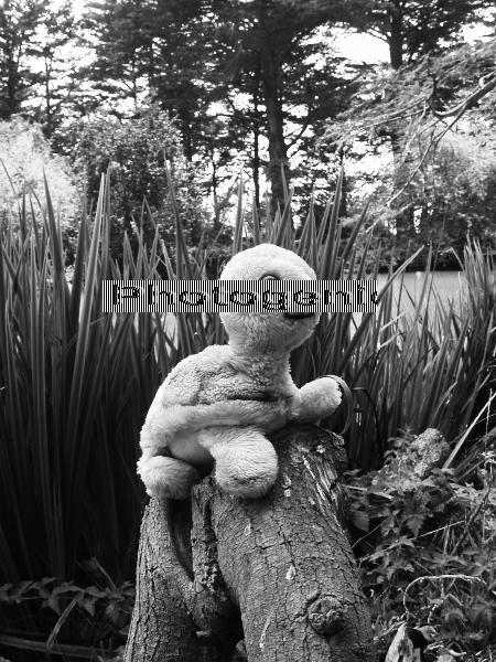 Stuffed Animal Photo of Plush Toy Turtle Tales on a log at Stow Lake
